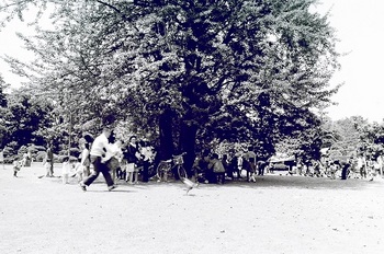 1974年6月鑁阿寺境内銀杏木陰１.jpg