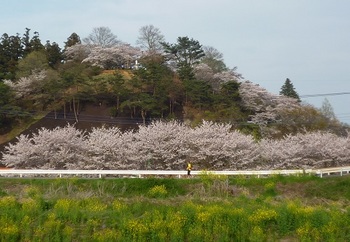 2016年4月錦着山の桜.jpg