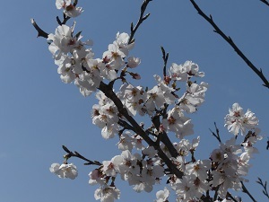 うずま桜満開.jpg