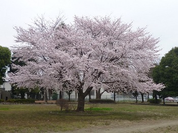 こども広場も桜.jpg