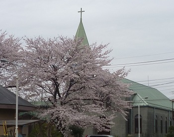 カトリック教会の桜.jpg