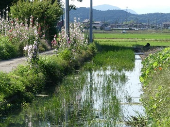タチアオイの咲く風景１.jpg