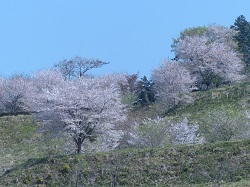 城山の桜.jpg