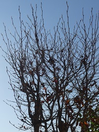 夏椿の落葉した枝木.jpg