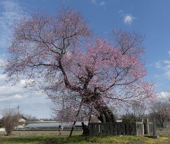 大光寺町の桜.jpg