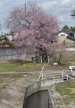 大光寺町の桜3.jpg