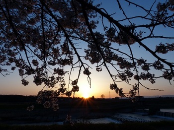 姿川堤の桜と夕陽.jpg