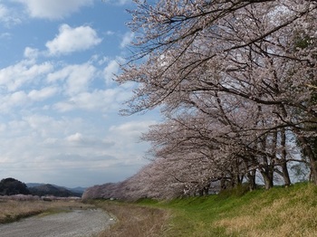 宮の桜.jpg