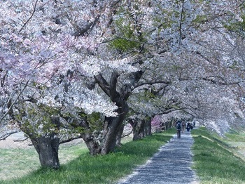 宮の桜１.jpg