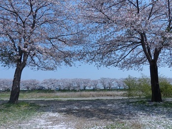 宮の桜２.jpg
