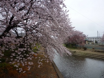 小平橋の桜(2016).jpg