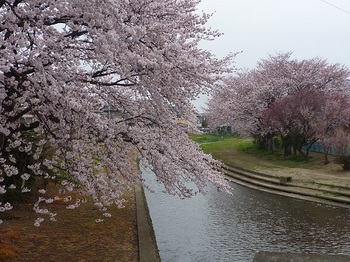 小平橋の桜.jpg