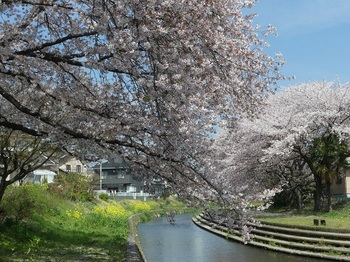 小平橋の桜2.jpg