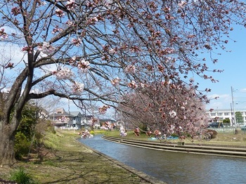 小平橋の桜2分咲き１.jpg