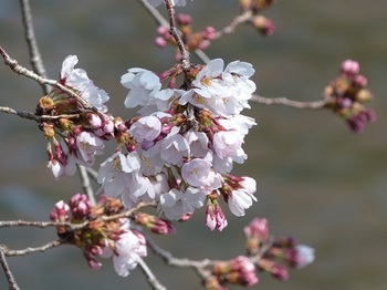 小平橋の桜2分咲き４.jpg