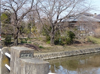 小平橋の桜7.jpg