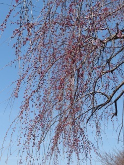 小平橋の桜8.jpg