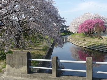 小平橋の桜、散り始め.jpg