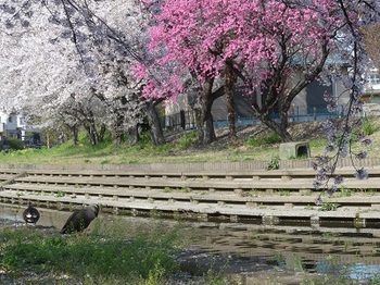 小平橋の桜、散り始め２.jpg