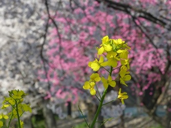 小平橋の桜、散り始め３.jpg