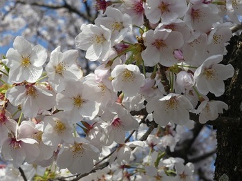 小平橋の桜、散り始め４.jpg