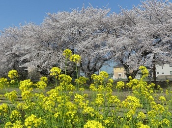 小平橋の桜、散り始め６.jpg