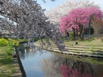 小平橋の桜、散り始め７.jpg