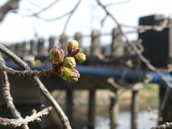 小平橋の桜の蕾２.jpg