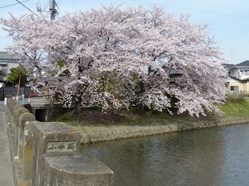小平橋の桜撮り納め１.jpg