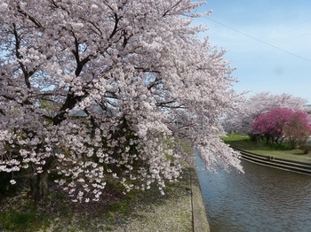 小平橋の桜撮り納め２.jpg