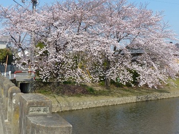小平橋の桜満開１.jpg