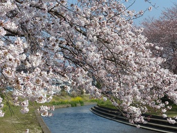 小平橋の桜満開２.jpg