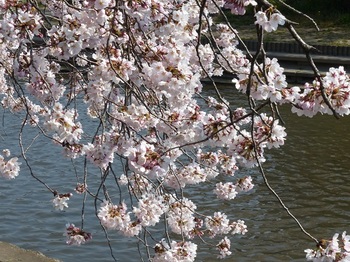 小平橋の桜満開３.jpg