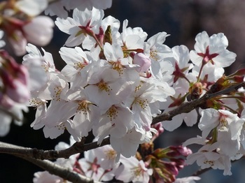 小平橋の桜満開４.jpg