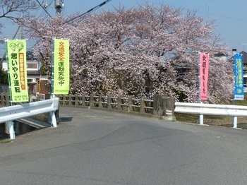 小平橋の桜満開６.jpg