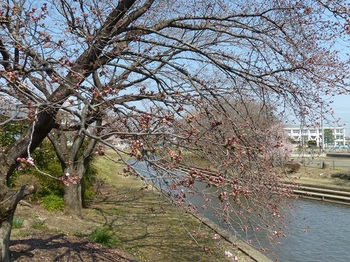 小平橋の桜開花１.jpg