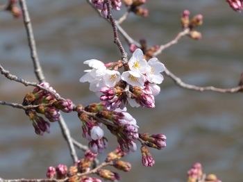 小平橋の桜開花２.jpg