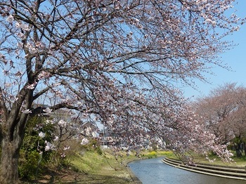 小平橋の桜（2017年4月4日）.jpg