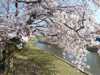 小平橋の桜（2017年4月6日）.jpg