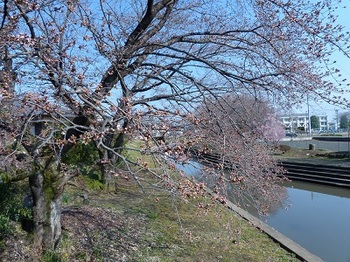 小平橋の桜（2018年3月25日）.jpg