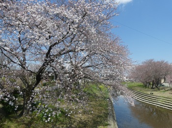 小平橋の桜（2020年3月23日）.jpg