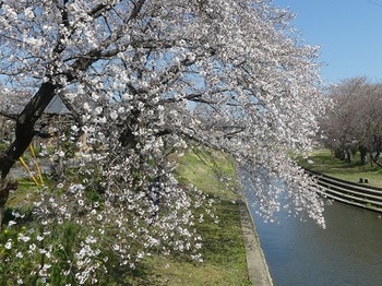 小平橋の桜（2021年3月24日）１.jpg