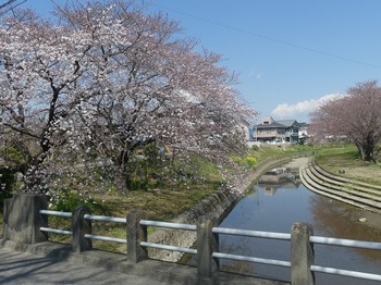 小平橋の桜（見頃に）.jpg