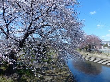 小平橋の桜１.jpg