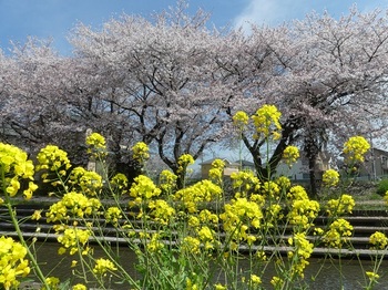 小平橋の桜１.jpg