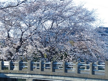 小平橋の桜２.jpg