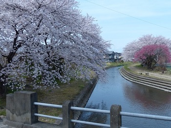 小平橋の桜３.jpg
