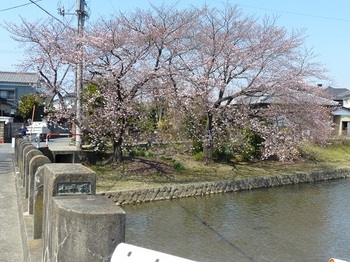 小平橋の桜５分咲き１.jpg