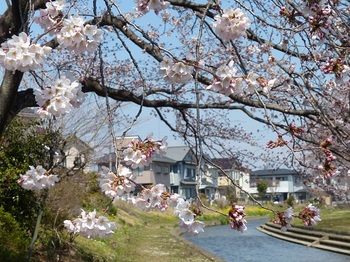 小平橋の桜５分咲き２.jpg