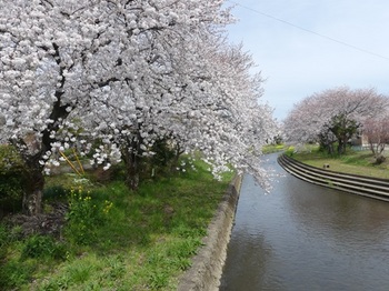 小平橋上流の桜.jpg